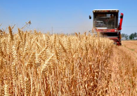 今年夏粮再获丰收产量历史第二