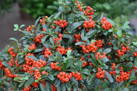 农民叫它救命果，春季赏树冬季女人吃它来美容