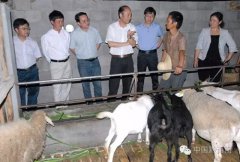 贵州晴隆：为百姓寻找致富路的“羊”书记姜仕坤