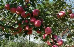 小苹果托起致富梦——果农樊红然和他的“金果乐园”