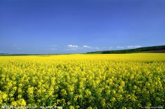 贵州黔西县精准扶贫：小小油菜种 来年盼增收