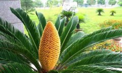 云南大理巍山：误食铁树果 14名小学生中毒