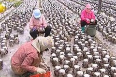 京官当村官：派驻村书记曹纪文的香菇致富经