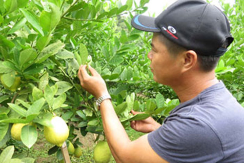 广西容县：四季香水柠檬飘香