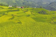 <b>重庆酉阳有序推进改革 构建服务“三农”新格局</b>