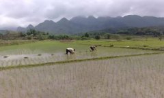 “三权分置” 农村土地价值连城