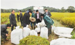 浙江：亩产1024公斤 江山超级稻再创新纪录