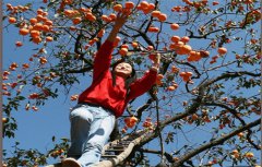 山西盂县“柿子文化节”也过了回“双11”