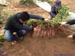 江西红薯种植合作社王洪林“我们要把小红薯做成富民的大产业”