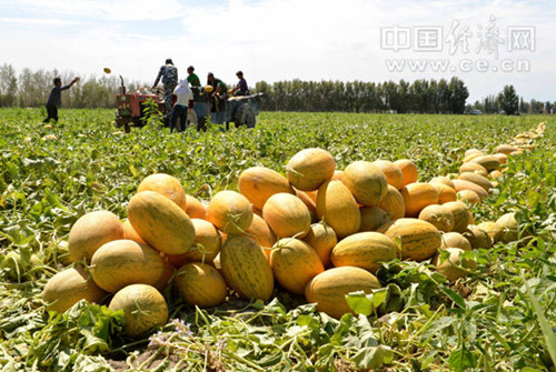 <b>新疆农牧产品绿色生态有机品牌叫响“哈密食博会”</b>