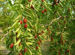 山东乐陵金丝小枣载着我的“三农梦”