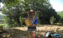 广西藤县大黎镇：深山里随“蜂”逐流的养蜂人