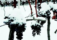 吉林通化山葡萄酒产区高峰论坛暨冰葡萄酒节开幕