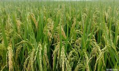 海水稻明年即将大规模种植 对散户农民有啥影响？