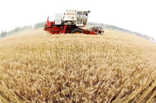 <b>江苏：粮价下跌成本大增 部分种粮大户毁约退租</b>