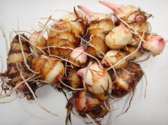江苏特产：香沙芋，味道杠杠的