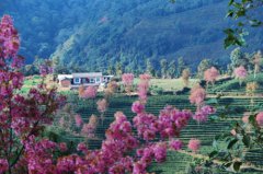 云南怒江：野樱绽放“阔时”到 美酒欢歌醉游人
