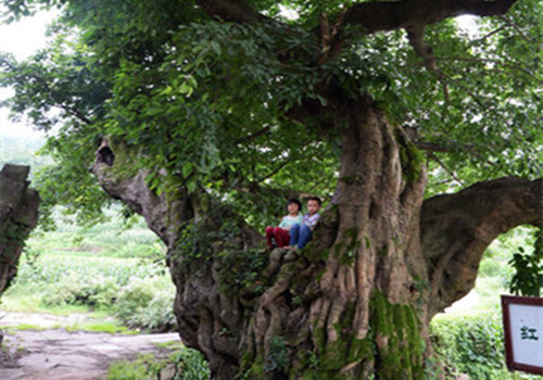 四川古蔺县太平镇平丰村入选美丽宜居村庄