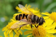 龚一飞：从穷苦学生到养蜂学家