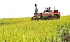 广东江门市在台山举办联合收割机驾驶培训班