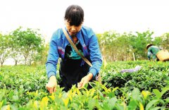 <b>海南海胶多举措拓宽职工增收渠道</b>