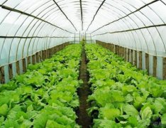 山东临沂市退役士兵陈东建：大棚种植闯出致富新天地