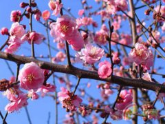 南京:新年第一春　游在溧水傅家边