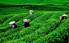 “秦巴茗兰”产业领头人王浩 圆了乡亲致富梦