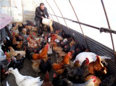 北大荒股份勤得利 “金鸡”唱响致富曲