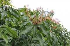广西百色：芒果飘香千万里 脱贫致富奔小康