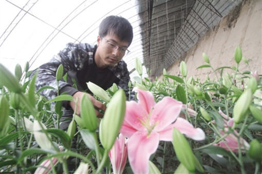 卖花到种花 内蒙古段飞找到了致富“密码”