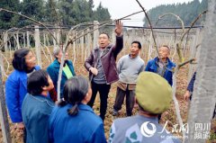 猕猴桃敲开致富门 四川巴中市“光棍村”变“示范村”