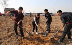  陕西渭南合阳农科局：种好樱桃树 脱贫又致富