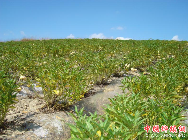 <b>写在党的十九大即将召开之际：把青春挥洒在农村广袤大地</b>