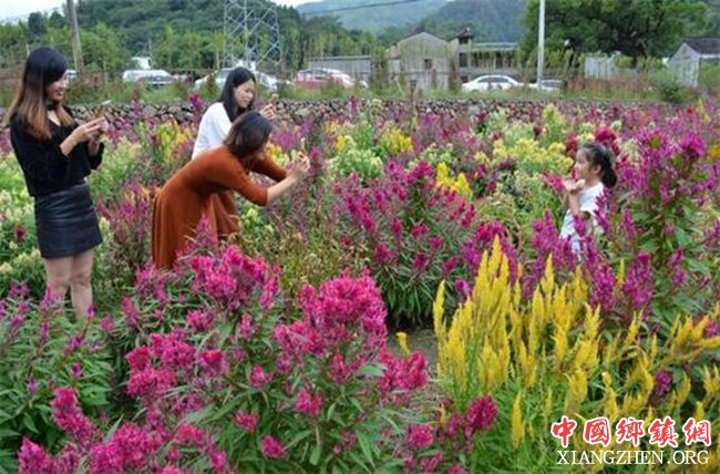 <b>浙江：天台县种植百亩花海引客富农 村民“旅游饭”吃得香</b>