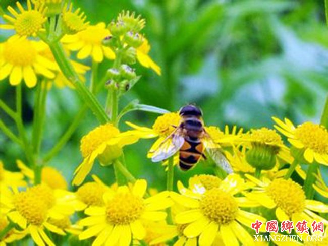 <b>浙江：丽水市 跟着蜜蜂去旅行 “甜蜜事业”串起美丽乡村风景线</b>