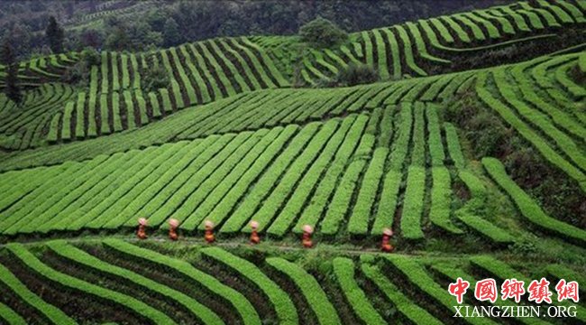  四川：汇聚起乡村全面振兴的蓬勃动力