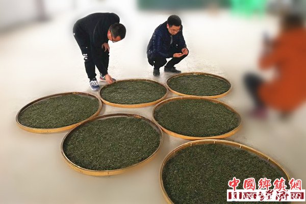 <b>四川古蔺：天台山下绿凤阳</b>