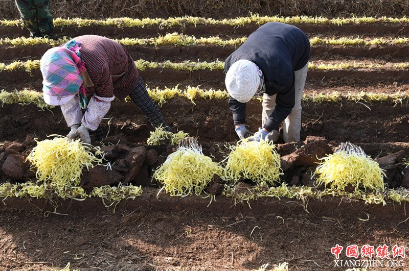 甘肃：韭黄丰收忙