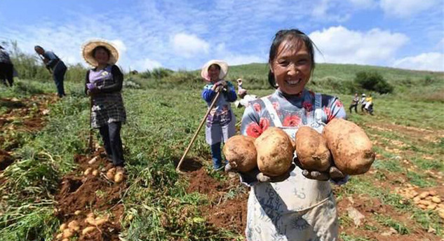 <b>云南成为我国冬季马铃薯生产最大产区</b>