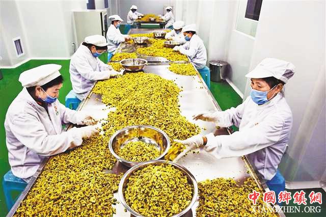 <b>一朵小菊花如何做成扶贫大产业</b>