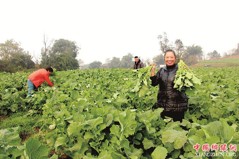 <b>泸州市江阳区：“一菜两用”这样种油菜搞头大</b>