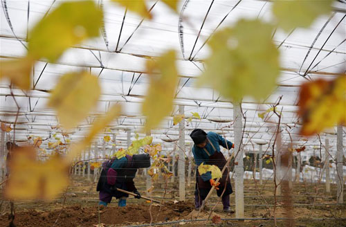 <b>葡萄园里冬管忙</b>