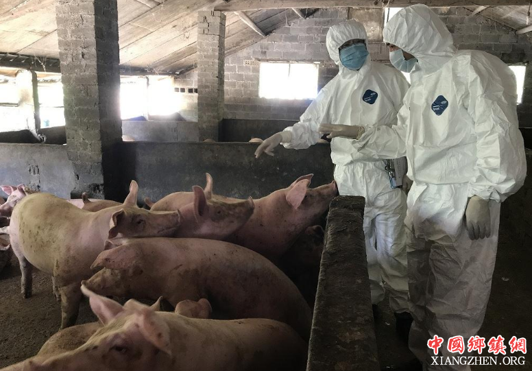 农业农村部：全面开展生猪产品流通等环节非洲猪瘟检测