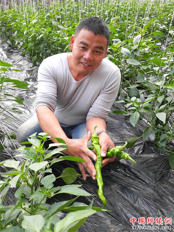 郯城：村主任种“扶贫大棚”保众贫困户分“红利”