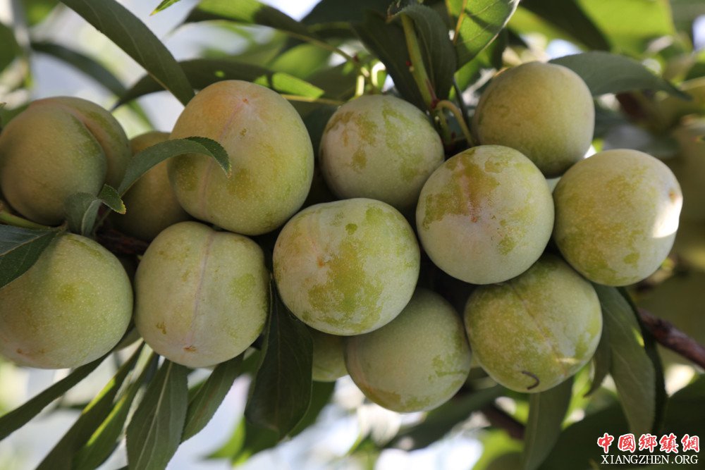 <b>重庆巫山曲尺两万亩脆李全部冬管为夺取丰收创造条件</b>