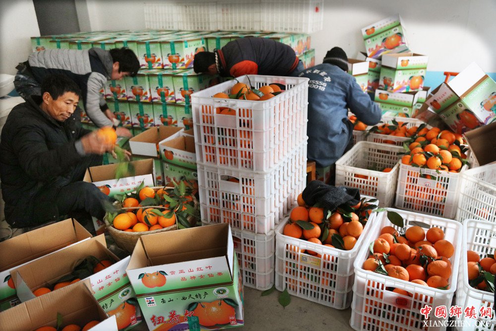 <b>重庆巫山曲尺科技种柑橘获丰收</b>