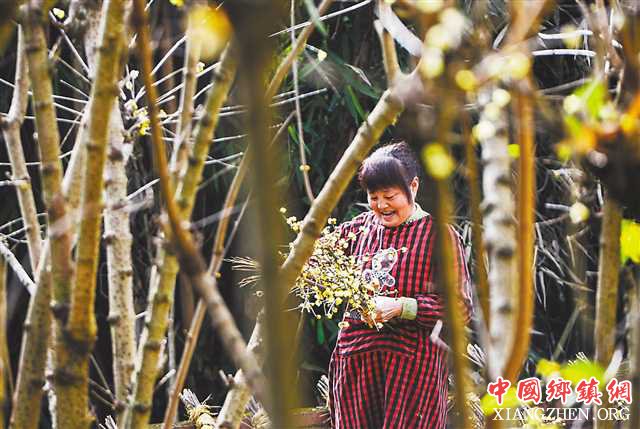 <b>重庆北碚：一朵蜡梅花 创收6亿元</b>