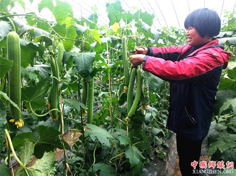 郯城：农家女种“养生菜” “秀美”丝瓜卖得快