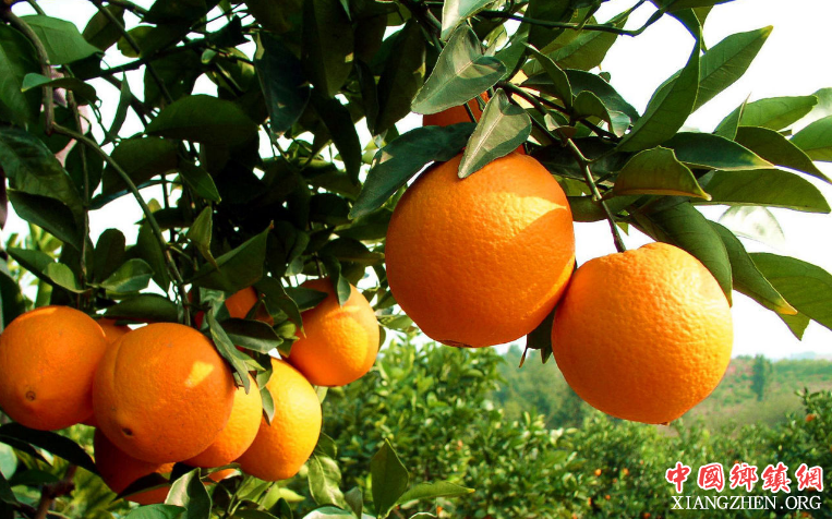 <b>电商推一把 眉山水果之乡步入“快车道”</b>